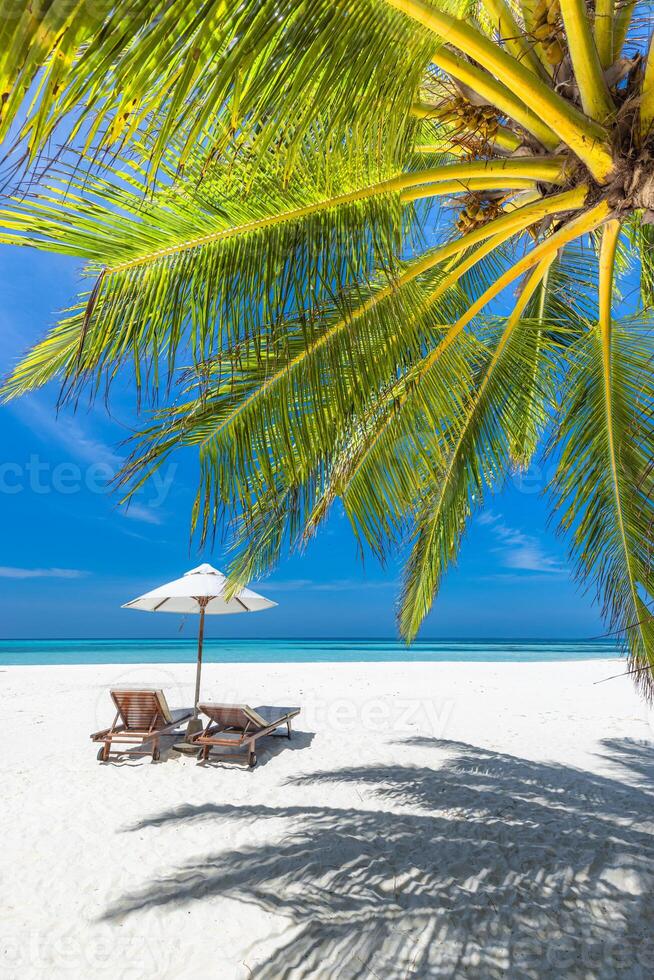 Tropical beach nature as summer landscape with lounge chairs and palm trees and calm sea for beach banner. Luxurious travel landscape, beautiful destination for vacation or holiday. Beach scene photo