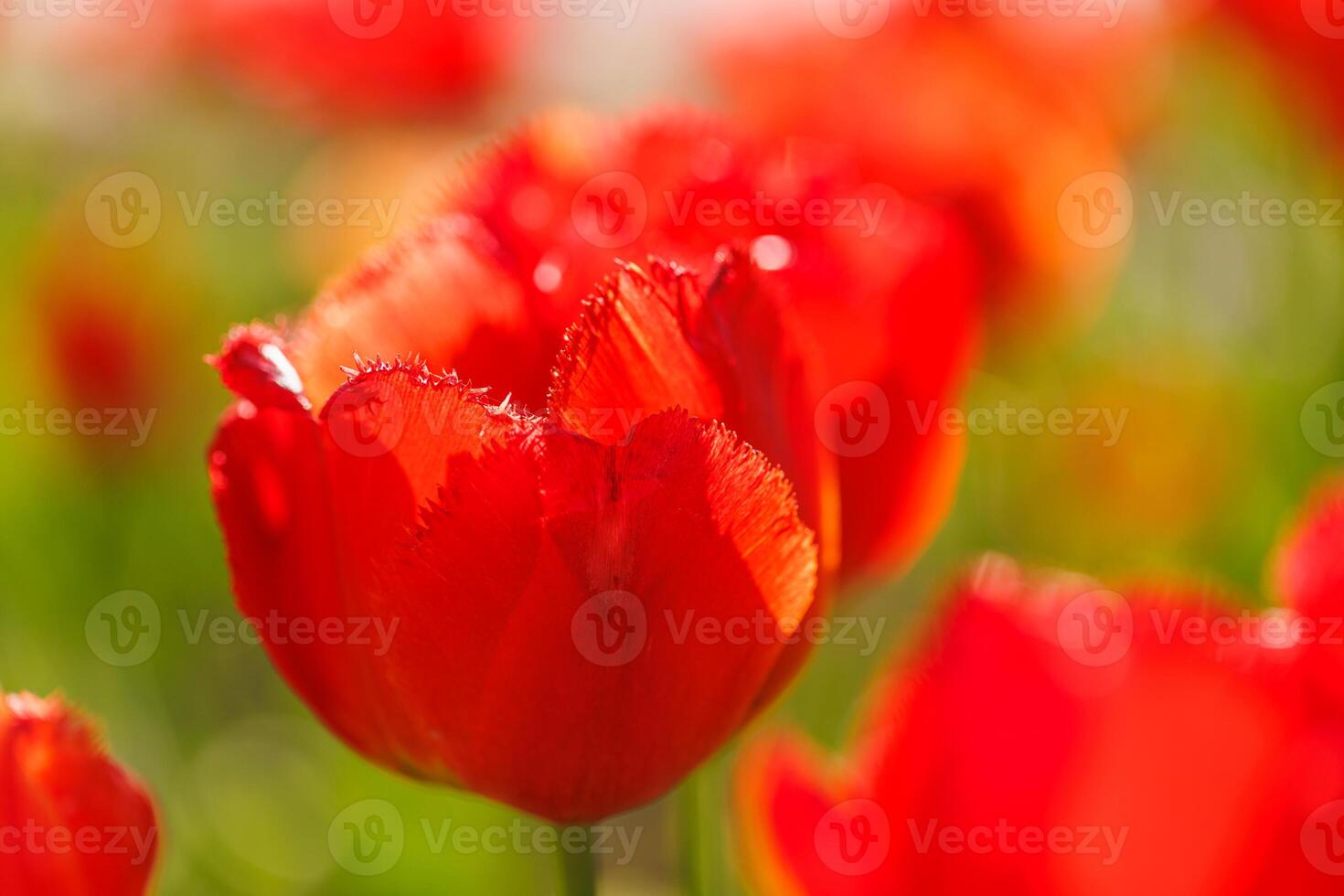Beautiful floral background of bright red tulips blooming in garden park, sunny spring day. Green blurred foliage, artistic nature closeup. Calming flowers, romance love valentines day, mothers day photo