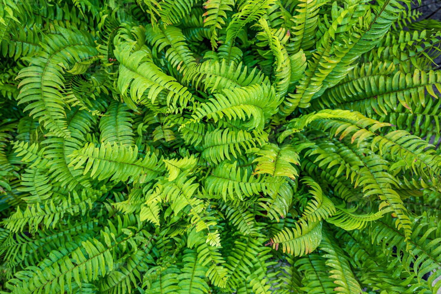 Beautiful fern leaves green texture in nature. Natural plants lush foliage blurred background. Close-up abstract fern plants in forest. Background nature concept, tranquil peaceful spring summer scene photo