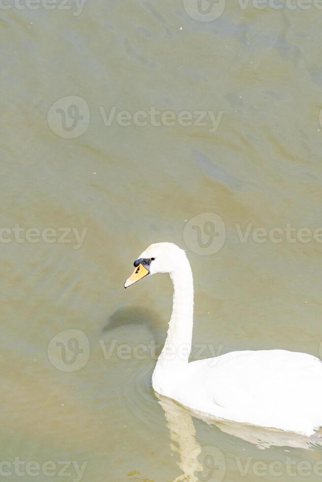 Graceful White Swan on Serene Pond photo