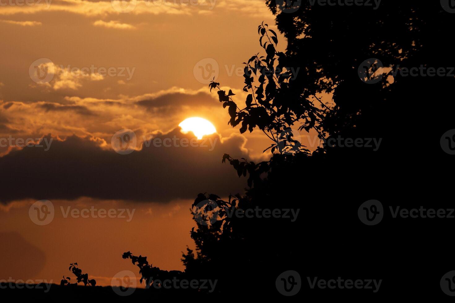 Red Sky and Silhouetted Trees photo