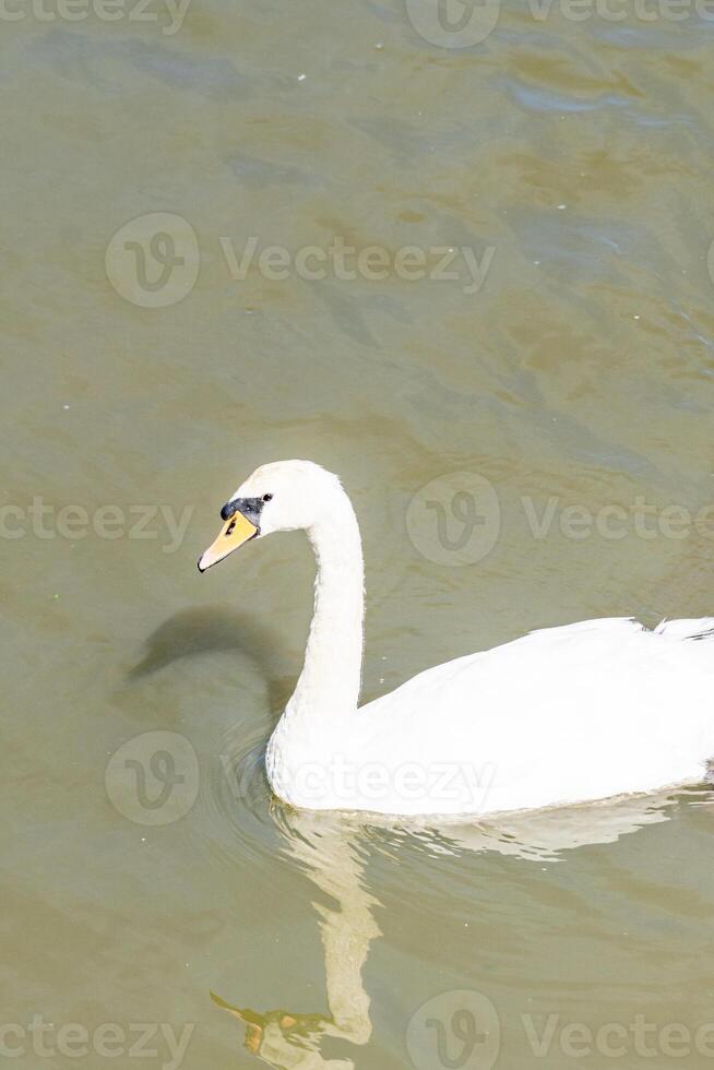 Tranquil White Swan Lake Scene photo