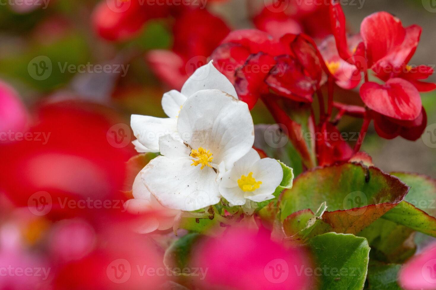 A Macro View of Summer Beauty photo