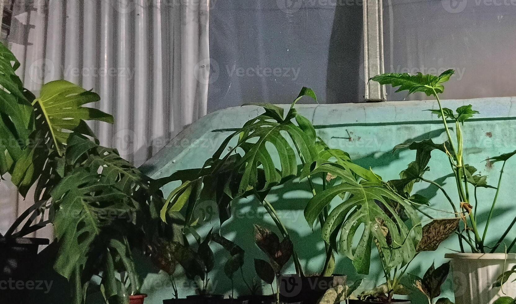 Monstera king plant photo