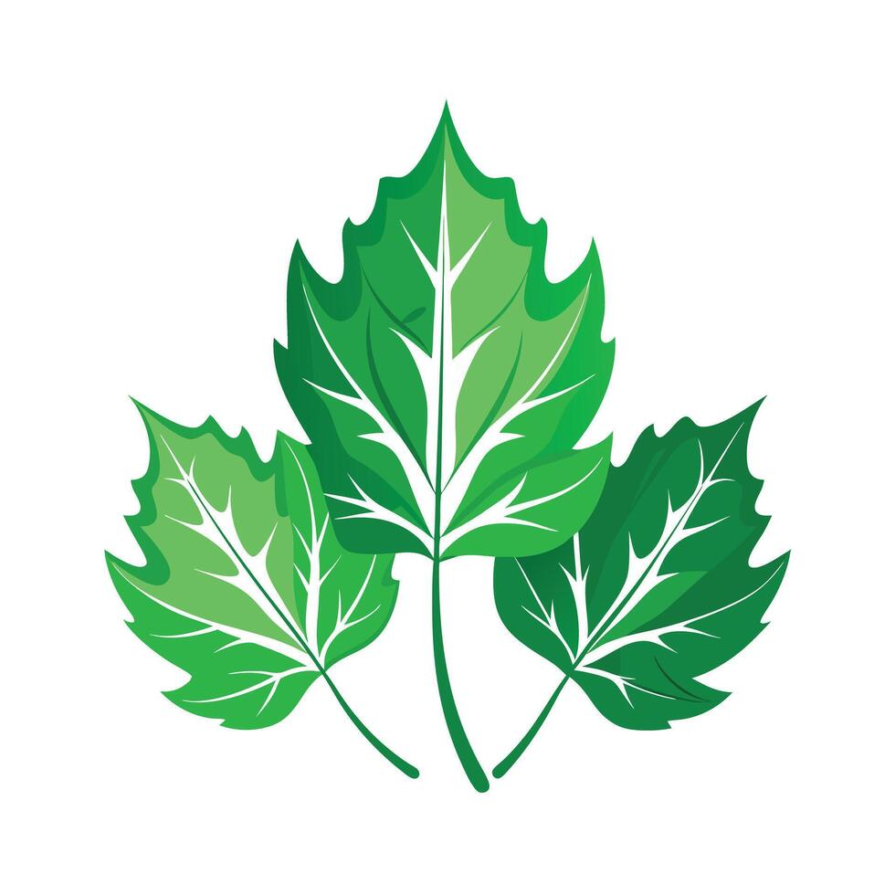 Realistic Beautiful Leaves Illustration vector