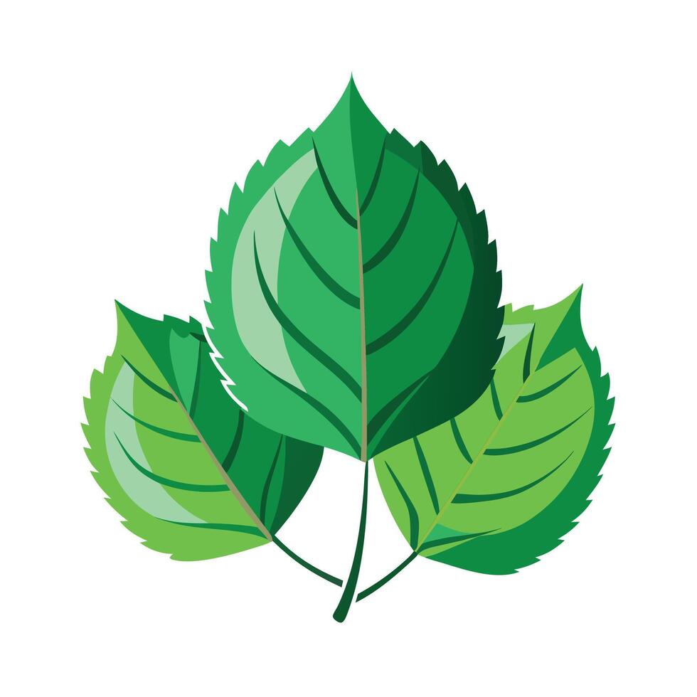 Realistic Beautiful Leaves Illustration vector
