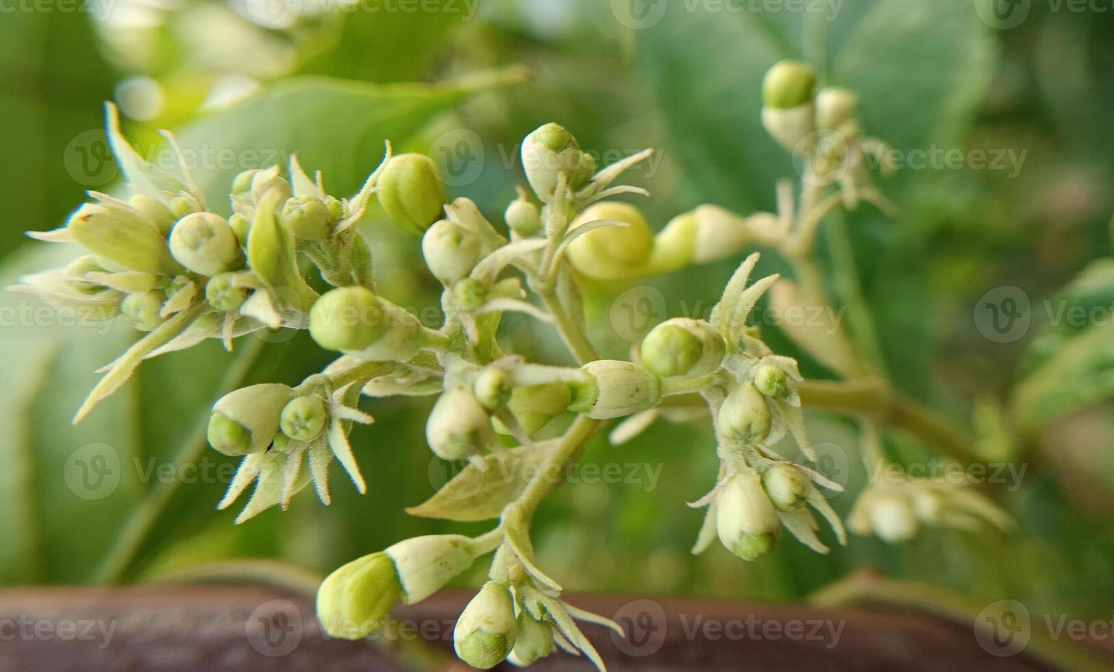 Little tiny flowers photo