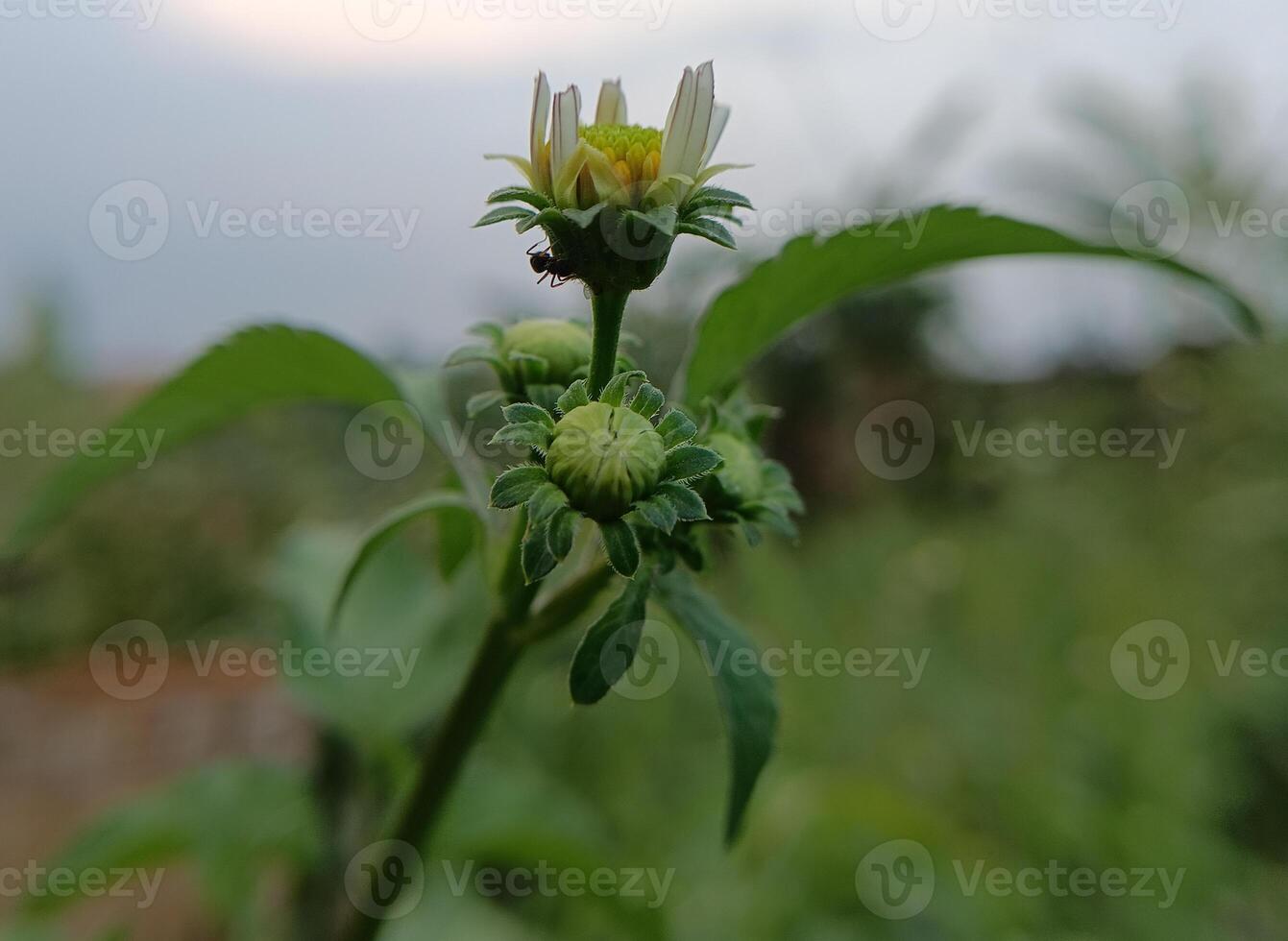Little tiny flowers photo