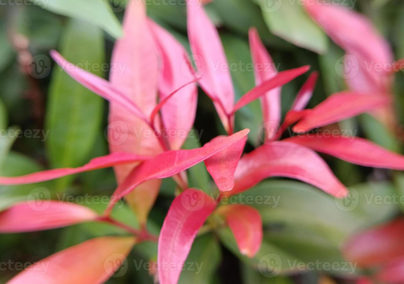 Photo of red shoots plant