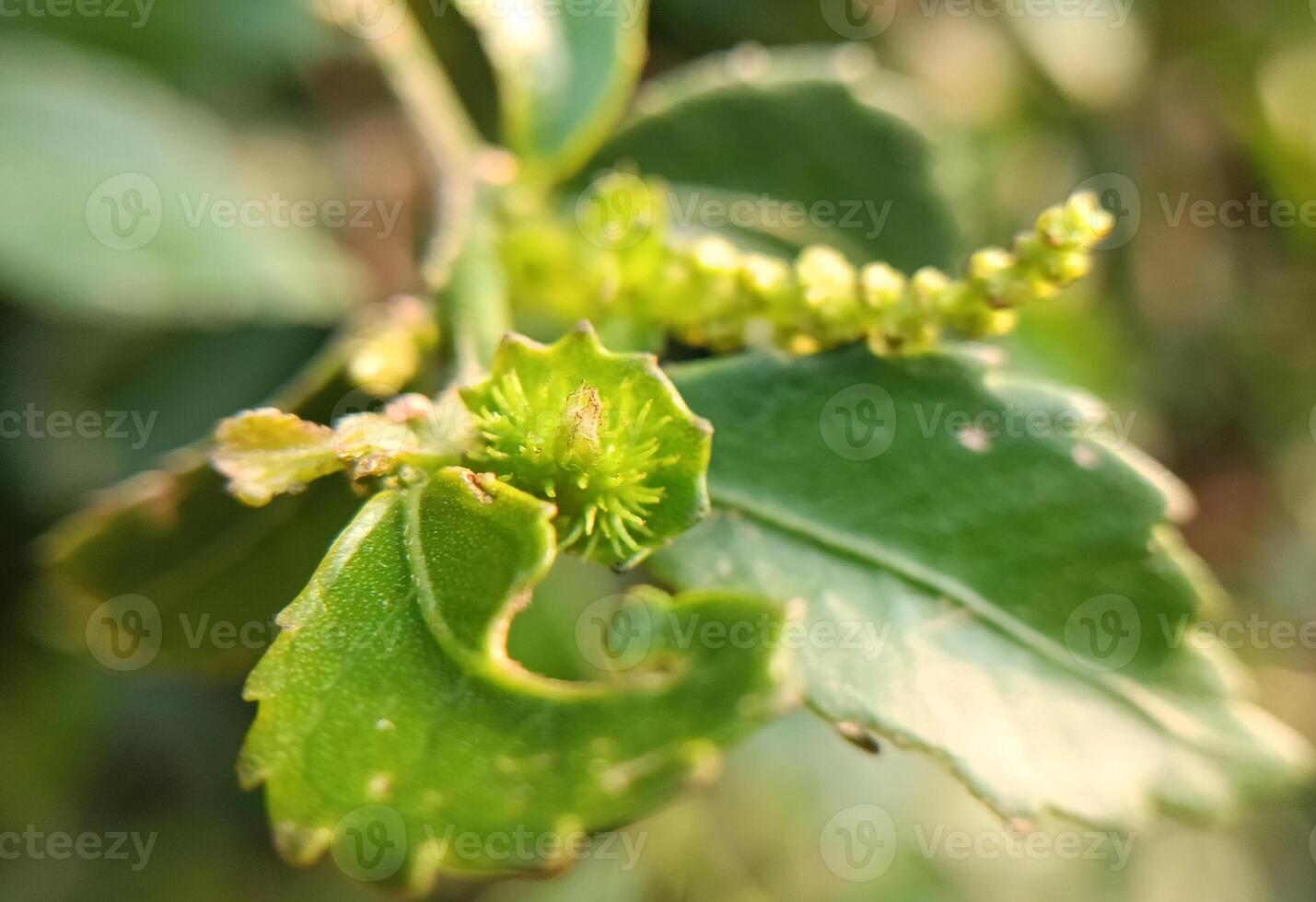 appearance of disease in guava plants photo