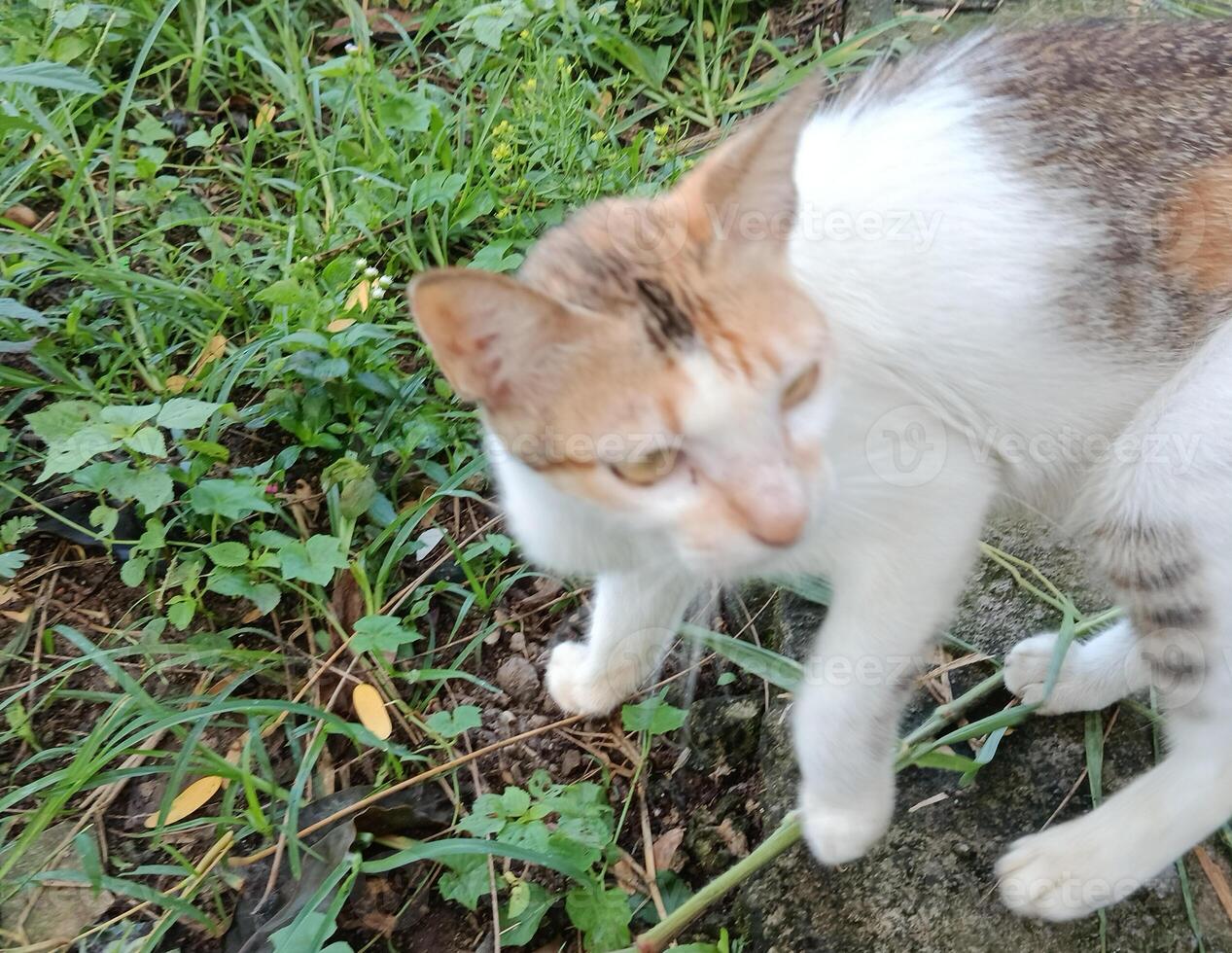 A domestic cat walking on the street photo