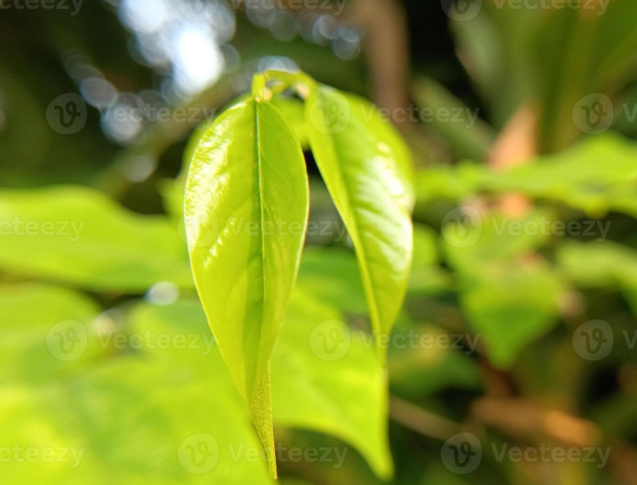 Young shoots green leaves photo