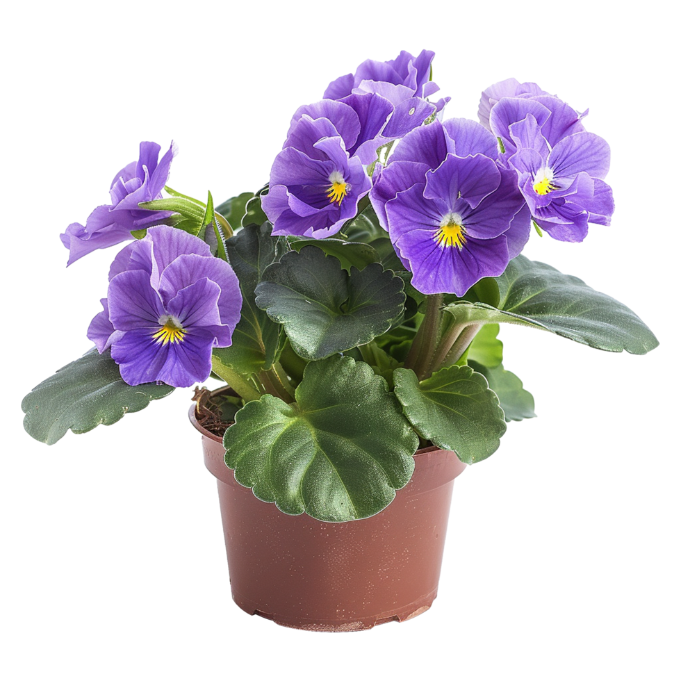 African violate flower isolated on transparent background png
