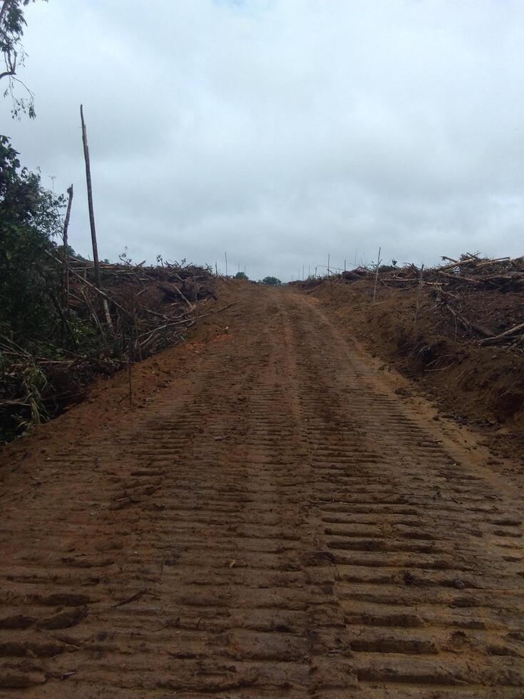 landscape of the plantation area in the morning photo