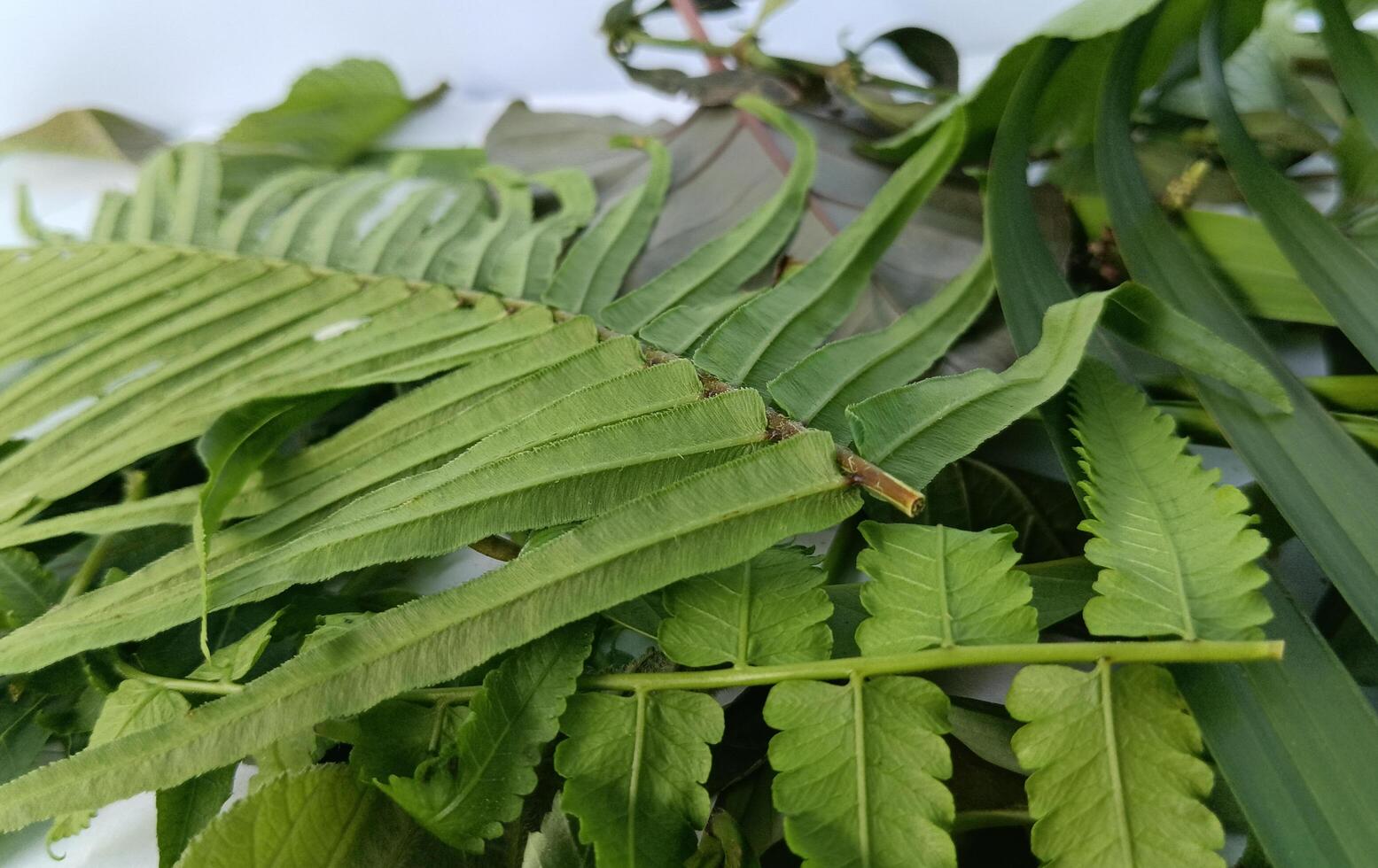 a collection of various types of leaves photo