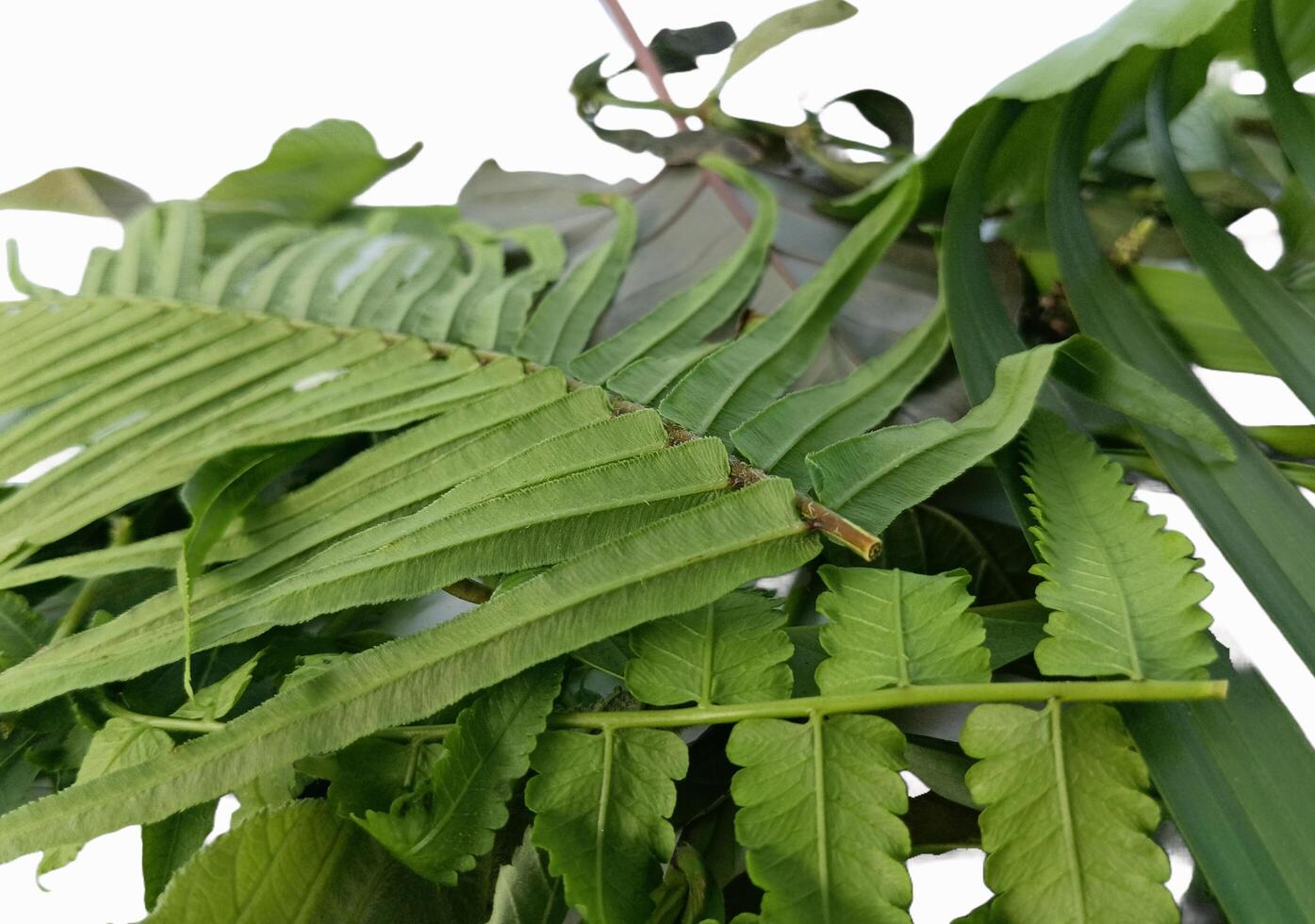 a collection of various types of leaves photo
