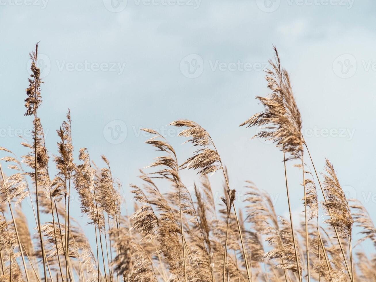 Beige dry pampas grass against the blue sky. photo