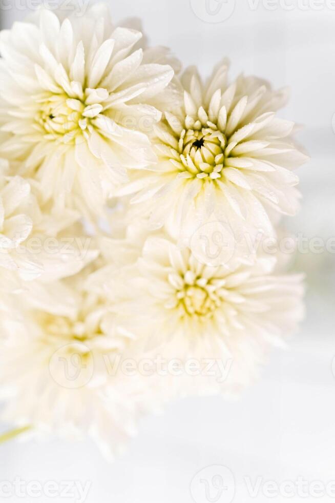 Close up of white dahlia in vase top view. Delicate elegant bouquet on a light background photo
