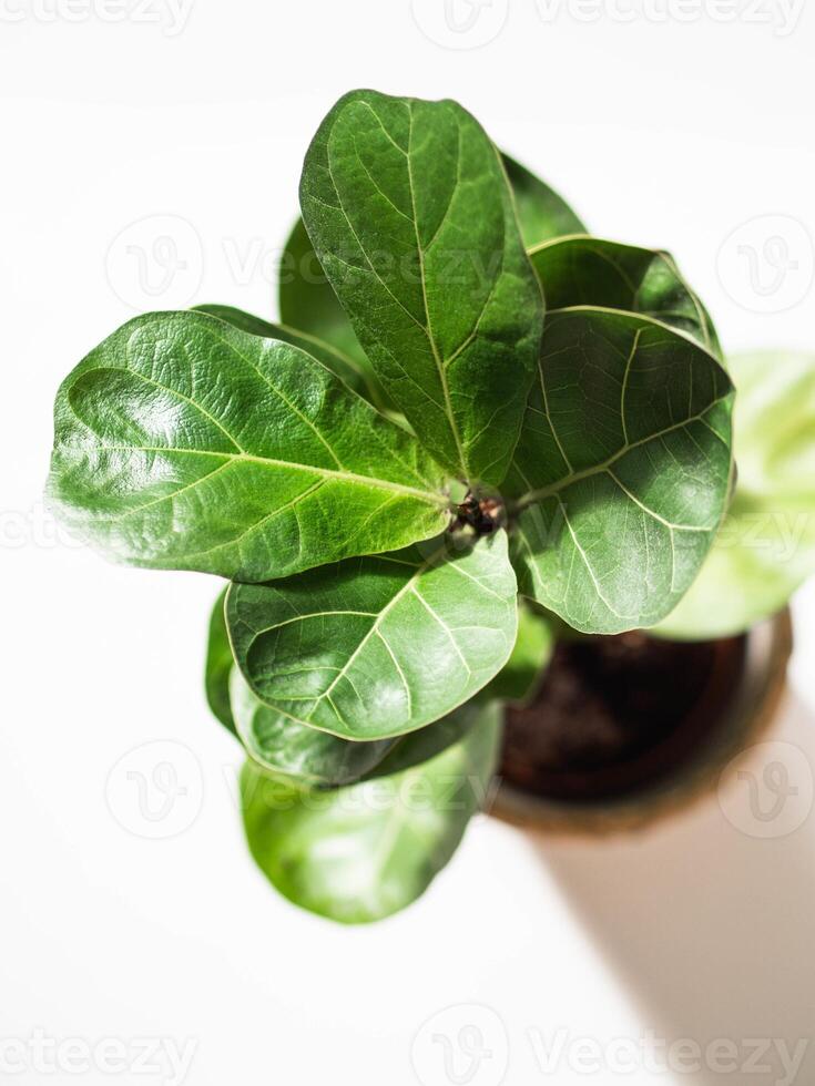 Green leafs ficus lyrata bombino on white background photo