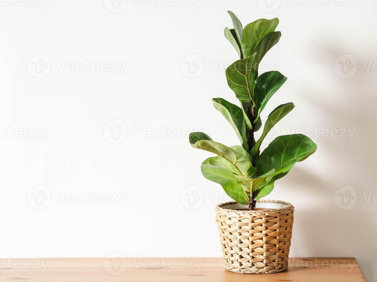 Ficus lirata in wickr pot on wooden table. photo