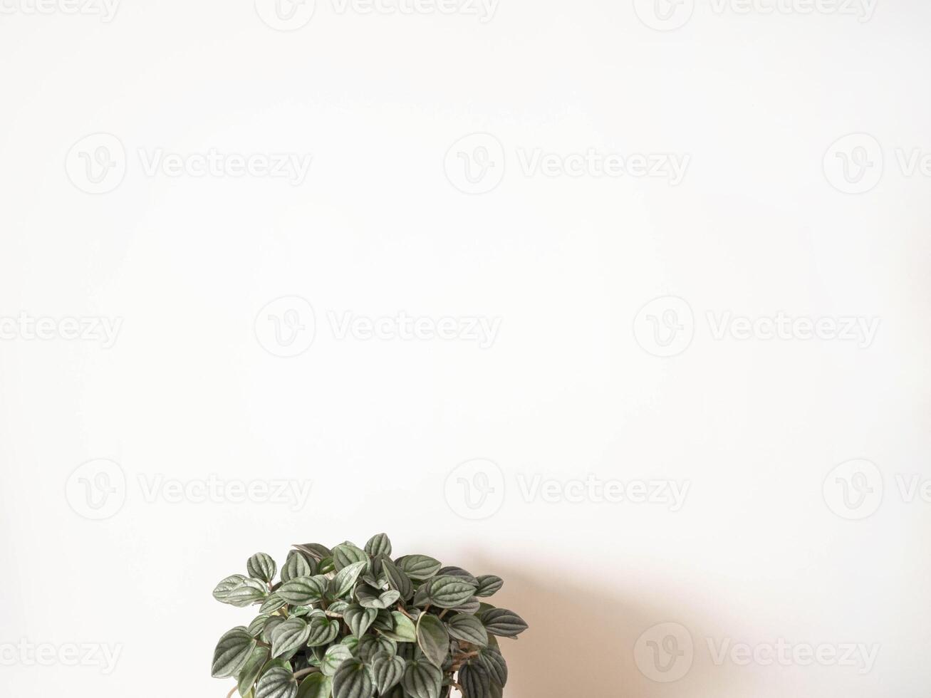 Peperomia argyreia houseplant on white background photo