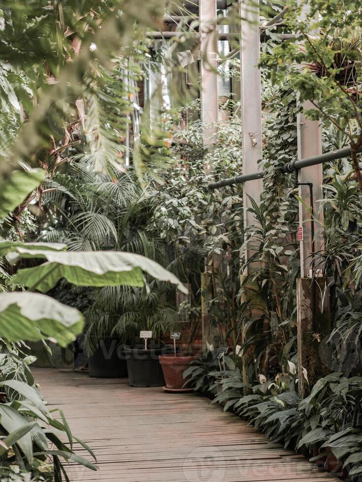 View of an old tropical greenhouse with evergreen plants, palms, lianas photo