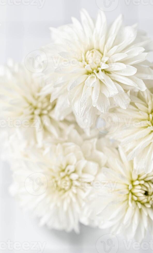 Close up of white dahlia in vase top view. Delicate elegant bouquet on a light background photo