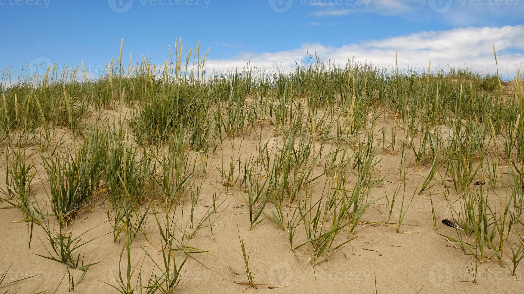 Sand dunes on the shore of the Baltic Sea. Marram grass , beach grass growing in the sand. Landscape with beach sea view, sand dune and grass. photo
