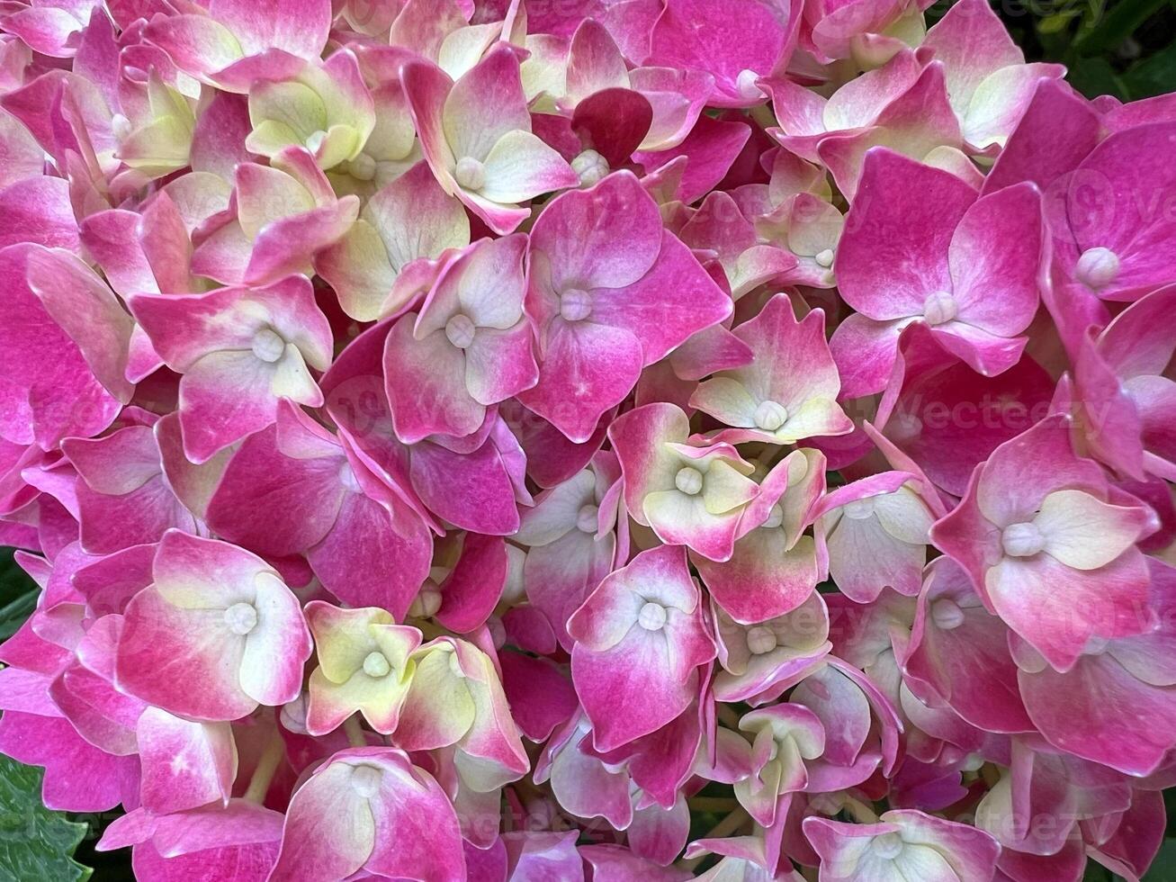 Beautiful blooming pink hydrangea. Close-up of pink flowers, abstract soft floral background for a greeting card. photo