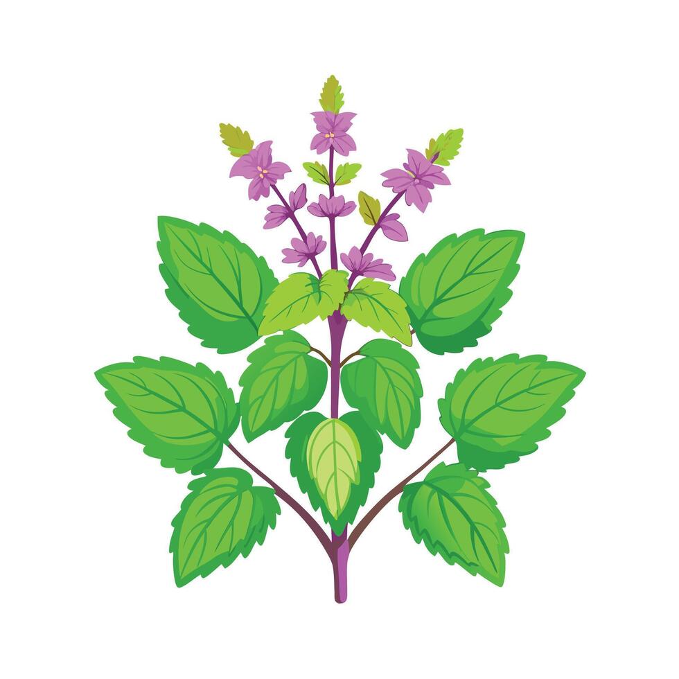 Realistic Beautiful Herbs Illustration vector