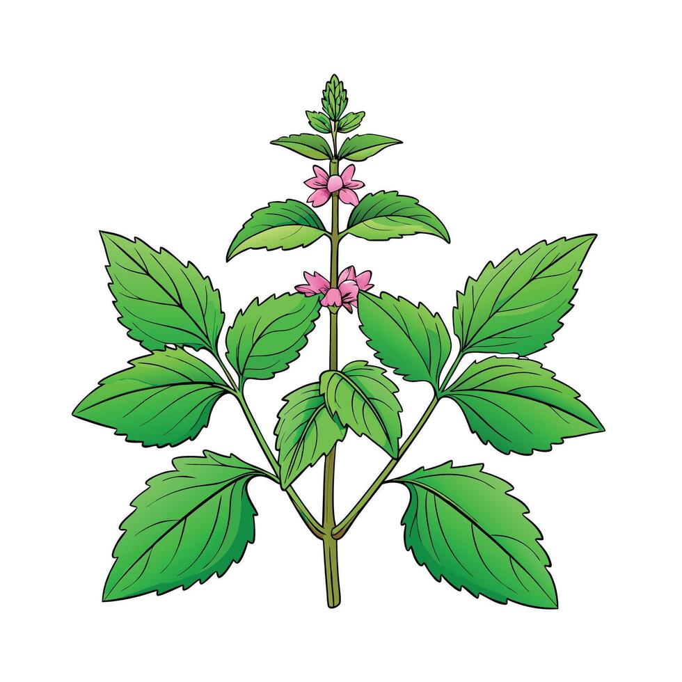 Realistic Beautiful Herbs Illustration vector