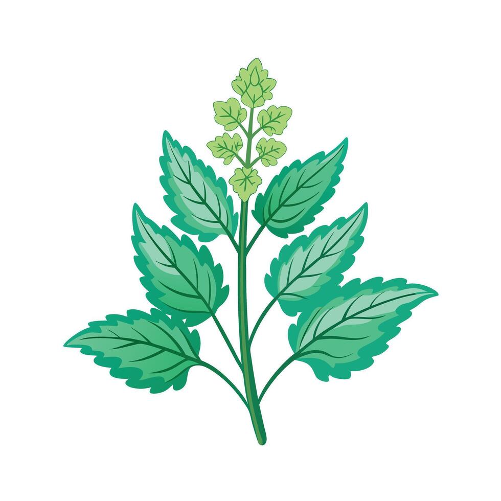 Realistic Beautiful Herbs Illustration vector