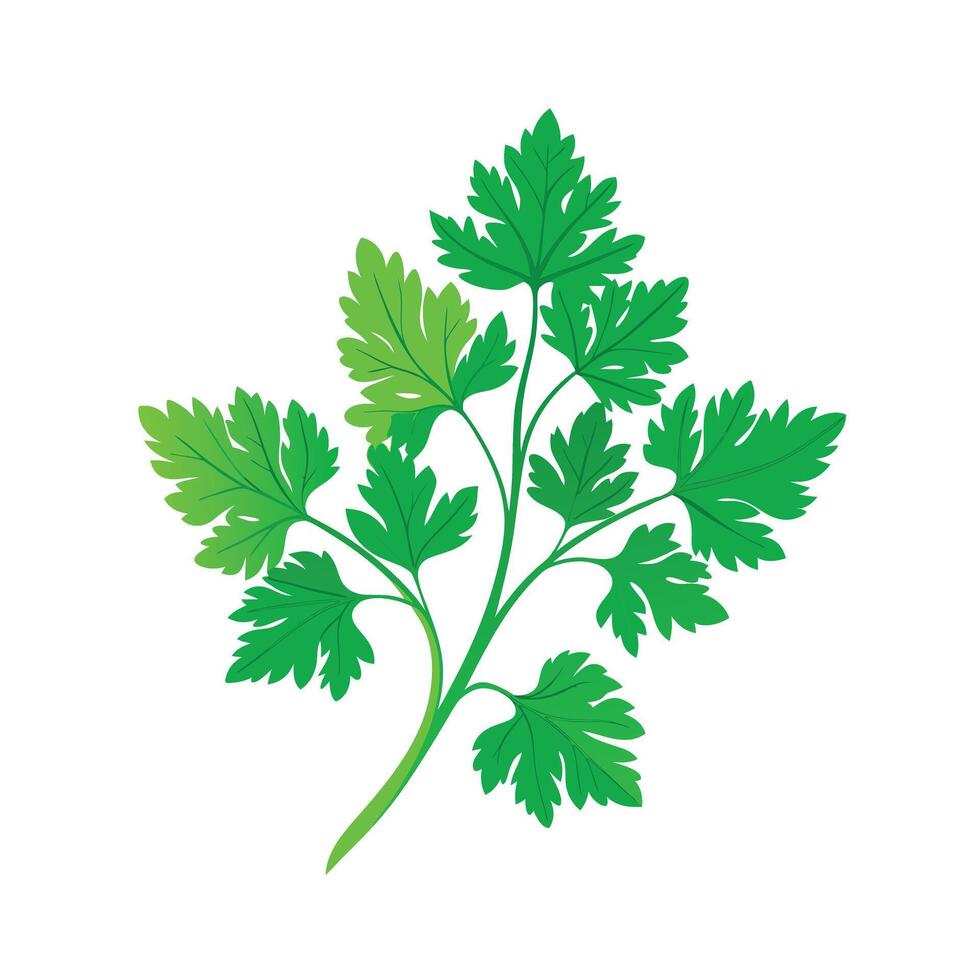 Realistic Beautiful Herbs Illustration vector