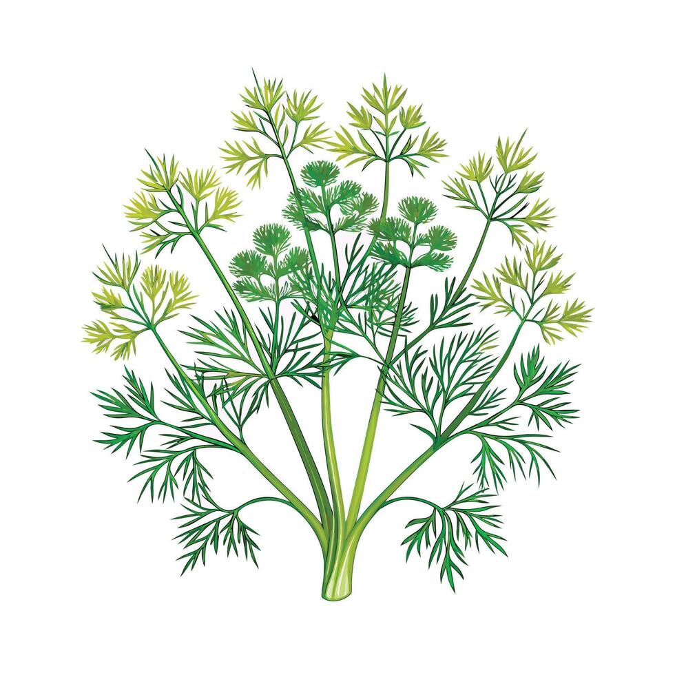 Realistic Beautiful Herbs Illustration vector