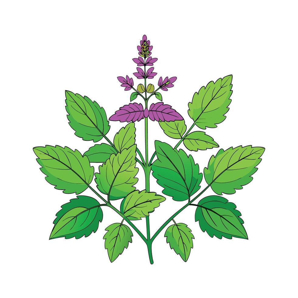 Realistic Beautiful Herbs Illustration vector
