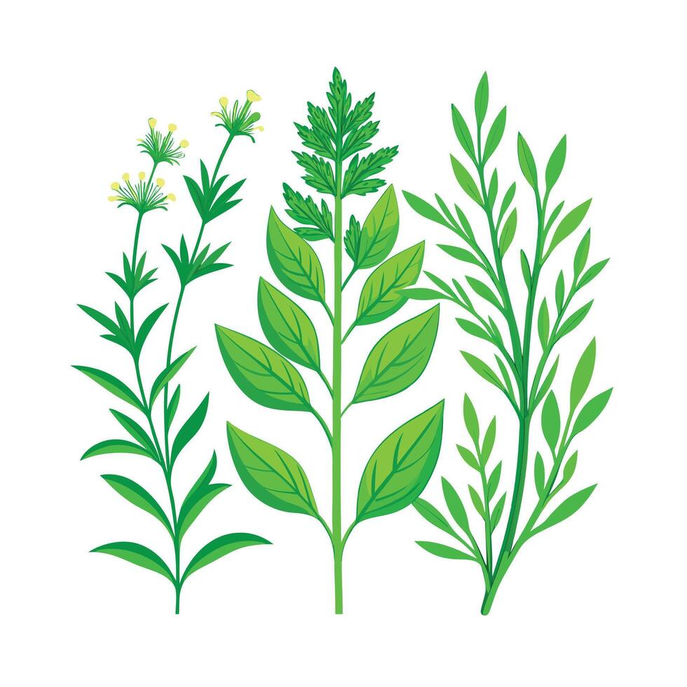 Realistic Beautiful Herbs Illustration vector