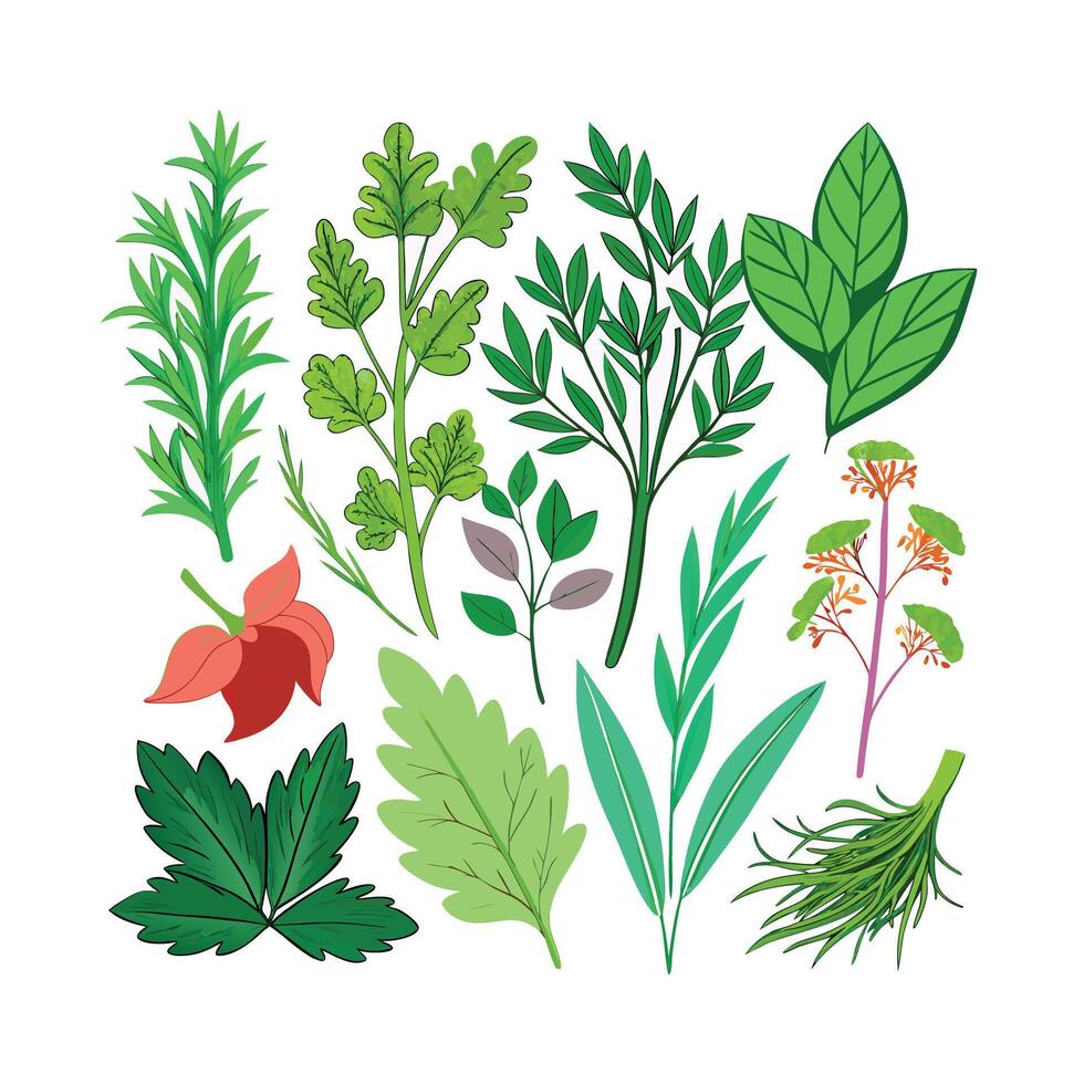 Realistic Beautiful Herbs Illustration vector