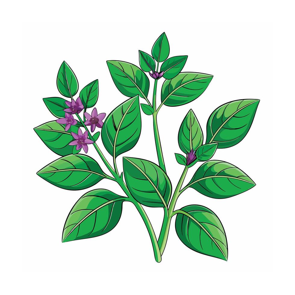 Realistic Beautiful Herbs Illustration vector