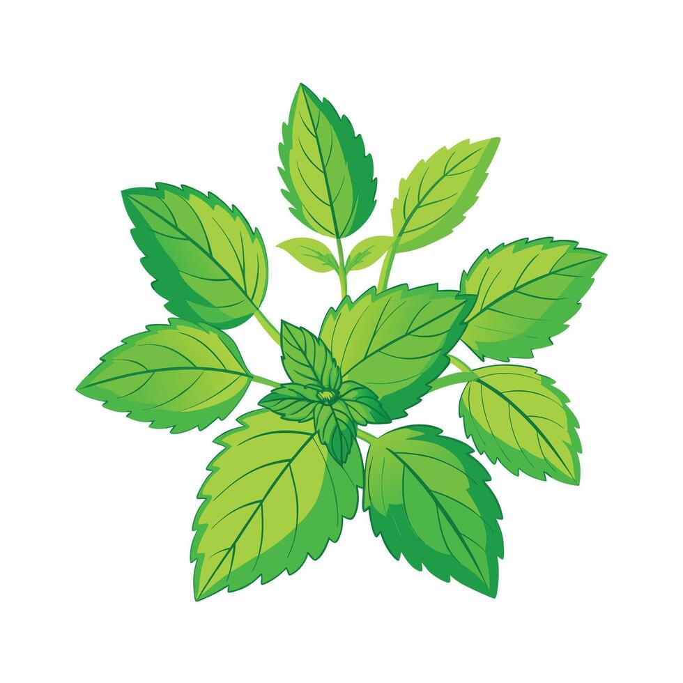 Realistic Beautiful Herbs Illustration vector