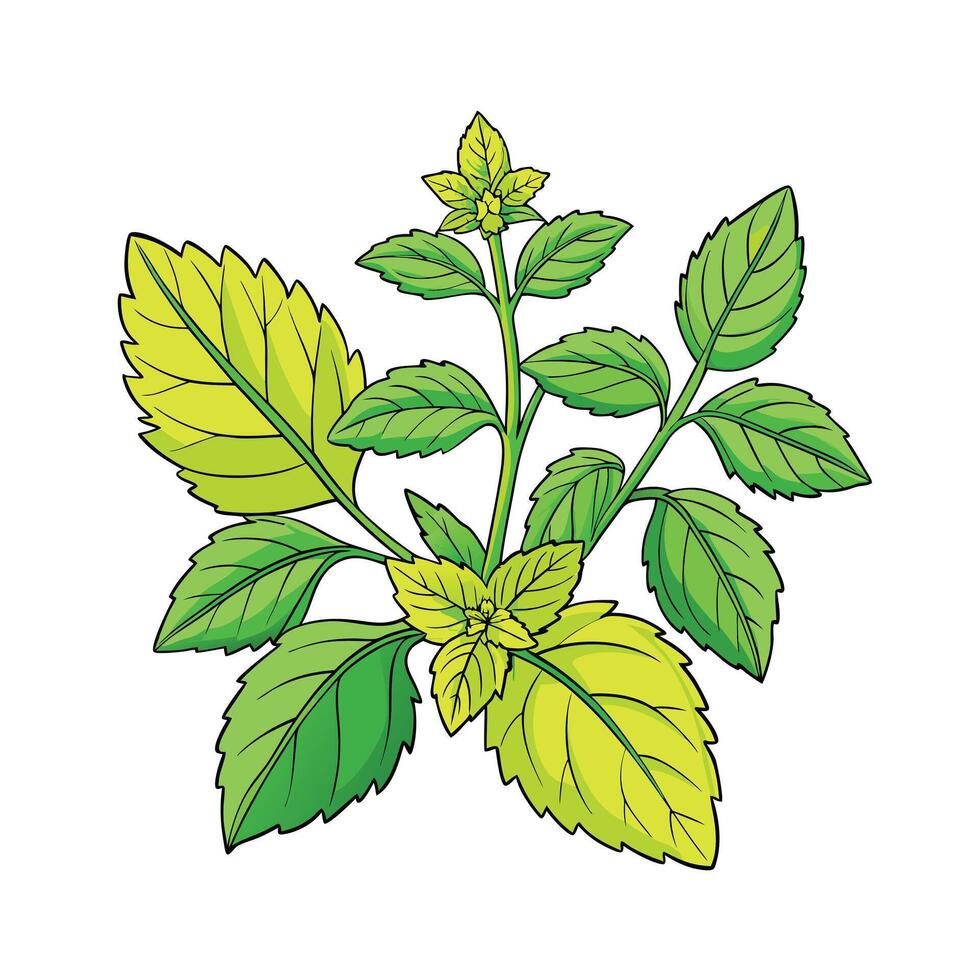 Realistic Beautiful Herbs Illustration vector