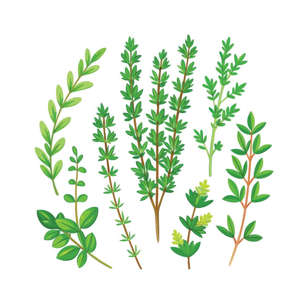 Realistic Beautiful Herbs Illustration vector