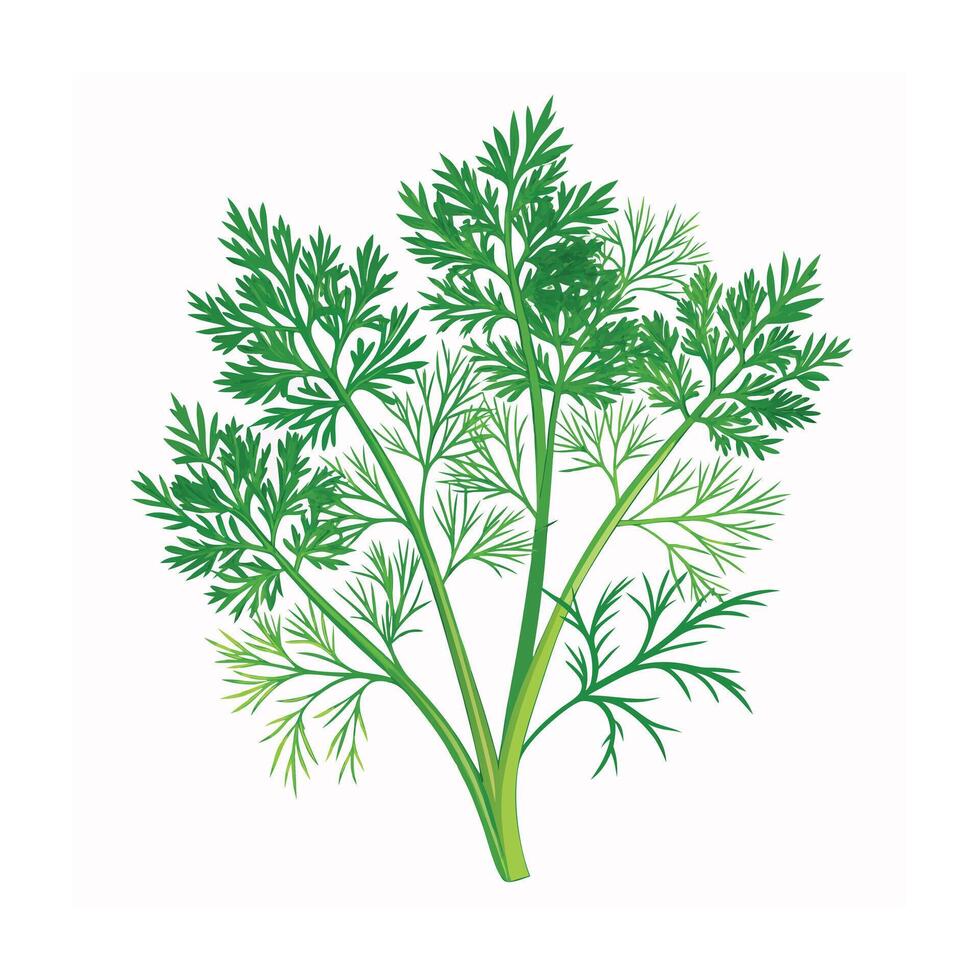 Realistic Beautiful Herbs Illustration vector