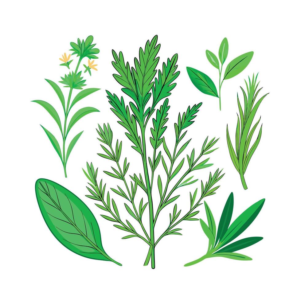 Realistic Beautiful Herbs Illustration vector