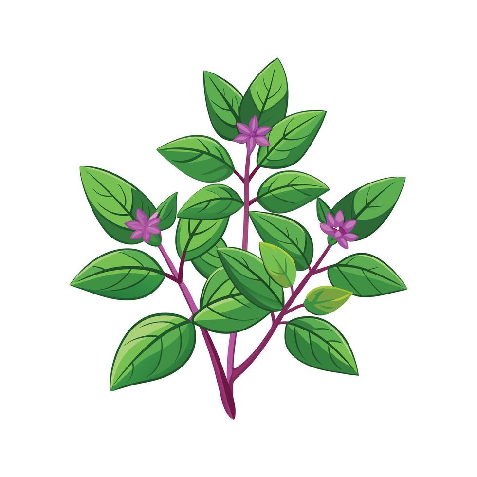 Realistic Beautiful Herbs Illustration vector