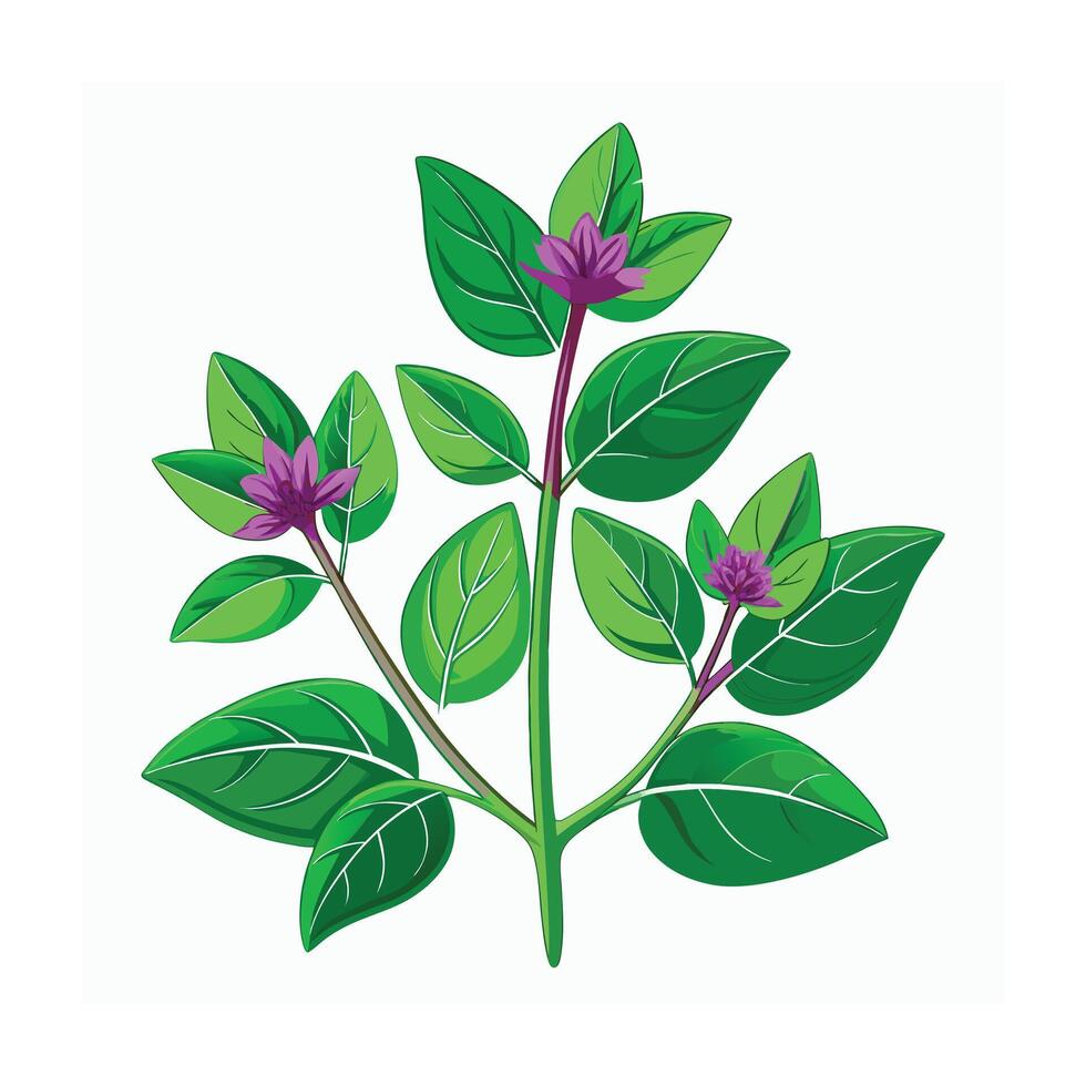 Realistic Beautiful Herbs Illustration vector