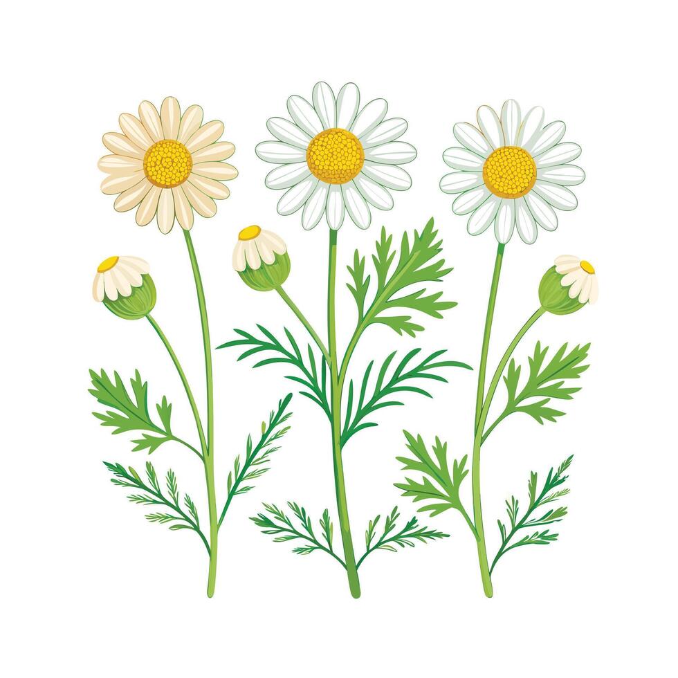 Realistic Beautiful Herbs Illustration vector