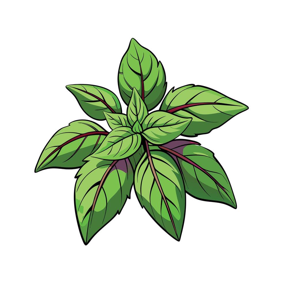 Realistic Beautiful Herbs Illustration vector