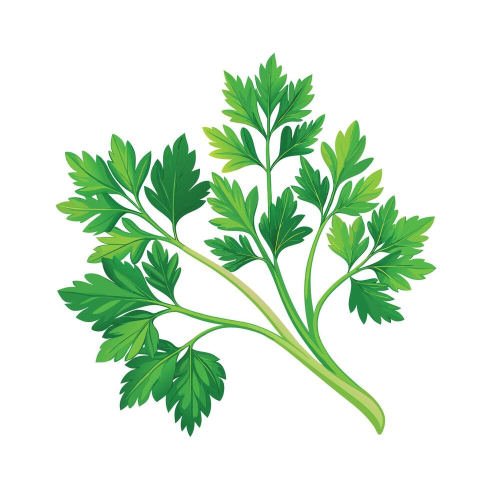 Realistic Beautiful Herbs Illustration vector