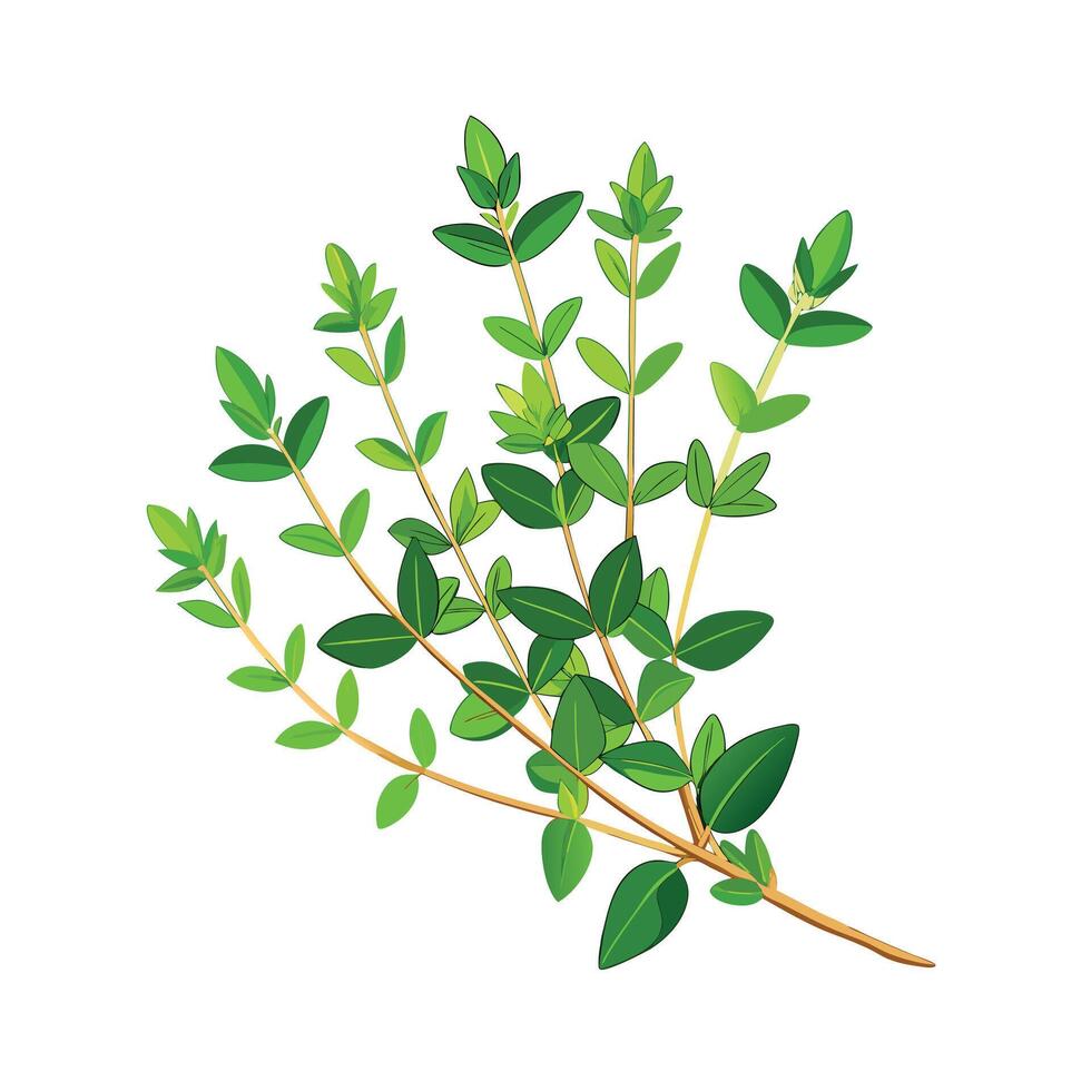 Realistic Beautiful Herbs Illustration vector