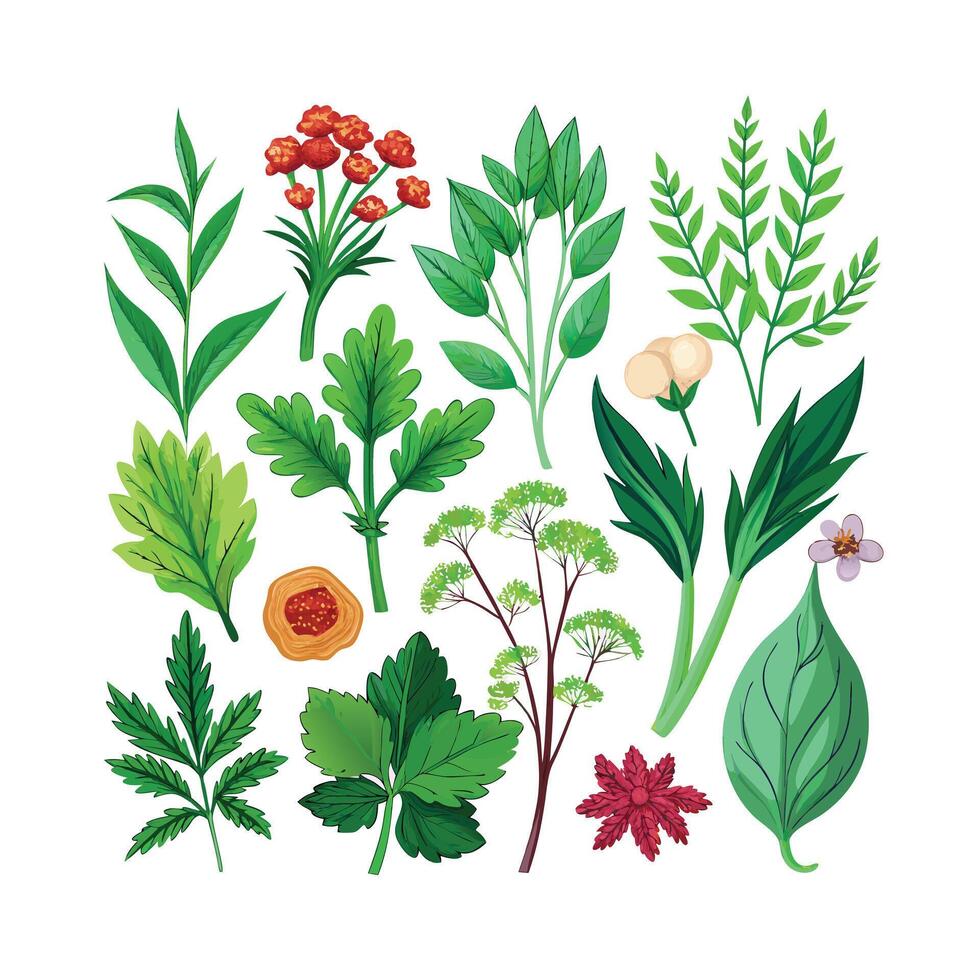 Realistic Beautiful Herbs Illustration vector